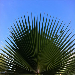 Disco Away de Reptile Youth